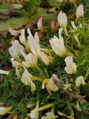 Trifolium uniflorum