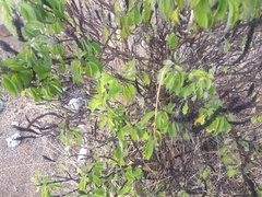 Stachytarpheta acuminata