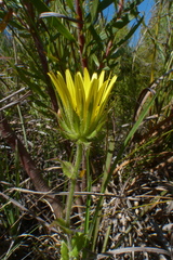 Berkheya carlinoides