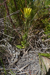 Berkheya carlinoides