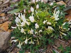 Trifolium uniflorum