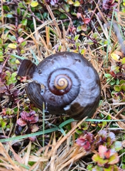 Powelliphanta marchanti