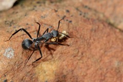 Camponotus eugeniae