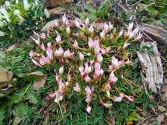Trifolium uniflorum
