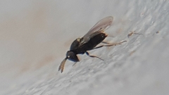 Aphelinidae