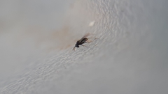 Aphelinidae