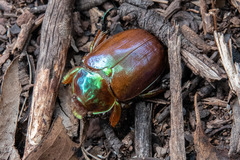 Anoplognathus viriditarsis