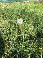Taraxacum