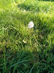 Taraxacum