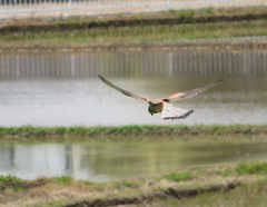 Falco tinnunculus