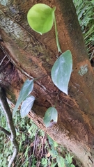 Philodendron hederaceum