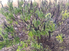 Stachytarpheta acuminata