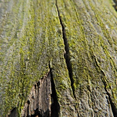 Chrysothrix xanthina