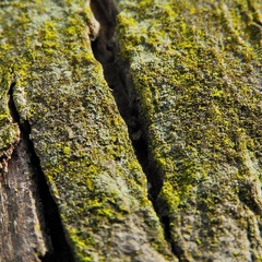 Chrysothrix xanthina