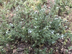 Bothriospermum chinense