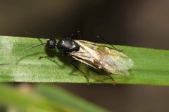 Camponotus vagus