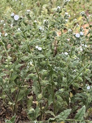 Bothriospermum chinense