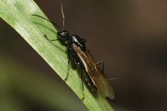 Camponotus vagus