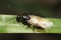 Camponotus vagus