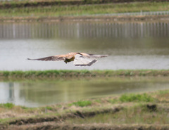 Falco tinnunculus