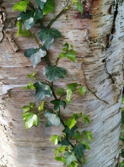 Hedera helix