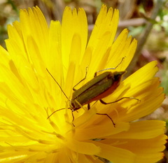 Oedemera