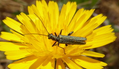 Oedemera