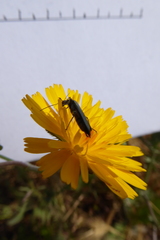 Oedemera