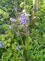 Hyacinthoides hispanica