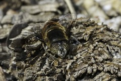 Eristalinus modestus