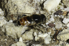 Eristalinus modestus