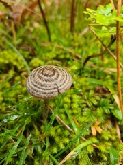 Entoloma perzonatum