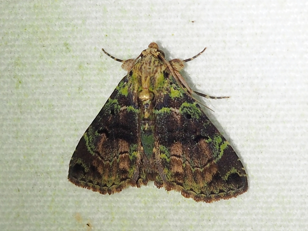 Metalectra viridis