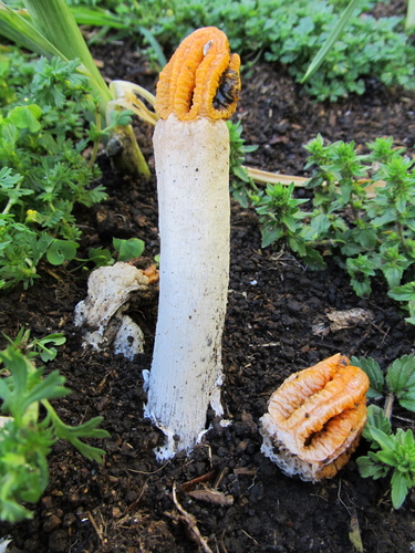 Lysurus cruciatus, foto de la comunidad