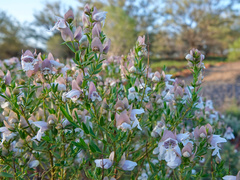 Prostanthera striatiflora