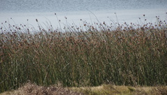 Schoenoplectus scirpoides