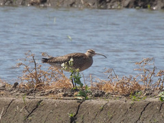 Numenius phaeopus