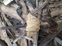 Templemania rhythmogramma