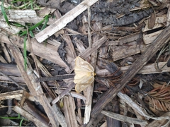 Templemania rhythmogramma