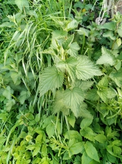 Urtica dioica