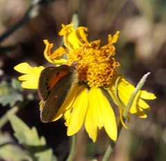 Colias electo electo