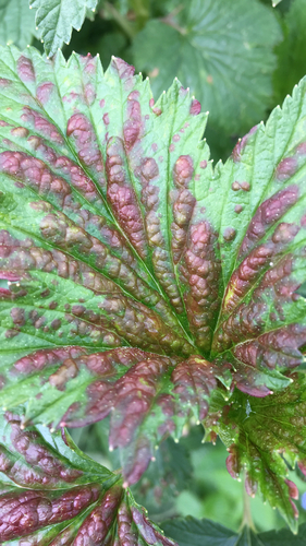 Redcurrant Blister Aphid