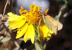 Colias electo electo