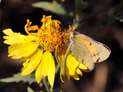 Colias electo electo