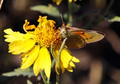 Colias electo electo