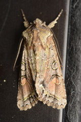 Ichneutica skelloni