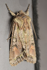 Ichneutica skelloni