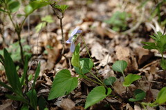 Viola sieheana