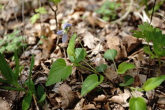 Viola sieheana