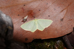 Poecilasthena urarcha